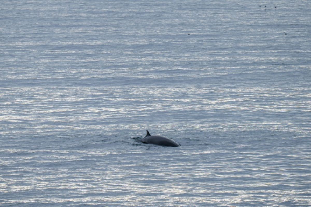 L'Islande sur le point de dire adieu à la chasse à la baleine