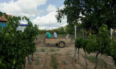Dans les vignes ukrainiennes, le vin tient tête à la guerre