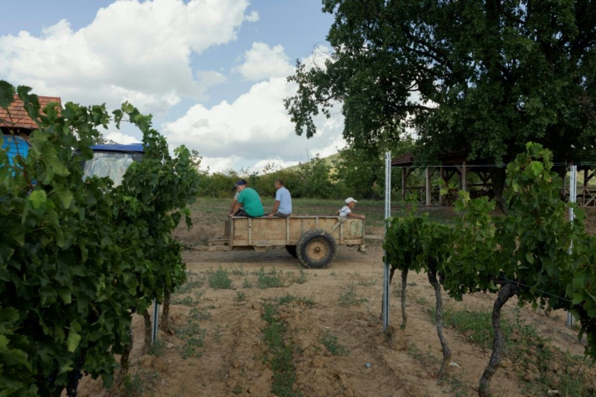 Dans les vignes ukrainiennes, le vin tient tête à la guerre