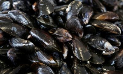 Les canicules arrachent un quart de sa récolte à la moule française