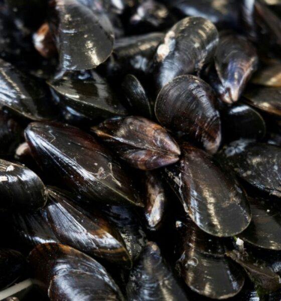 Les canicules arrachent un quart de sa récolte à la moule française