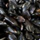 Les canicules arrachent un quart de sa récolte à la moule française
