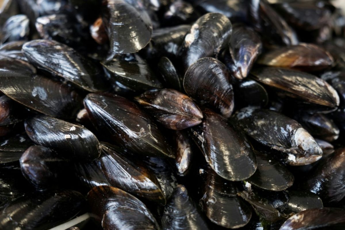 Les canicules arrachent un quart de sa récolte à la moule française