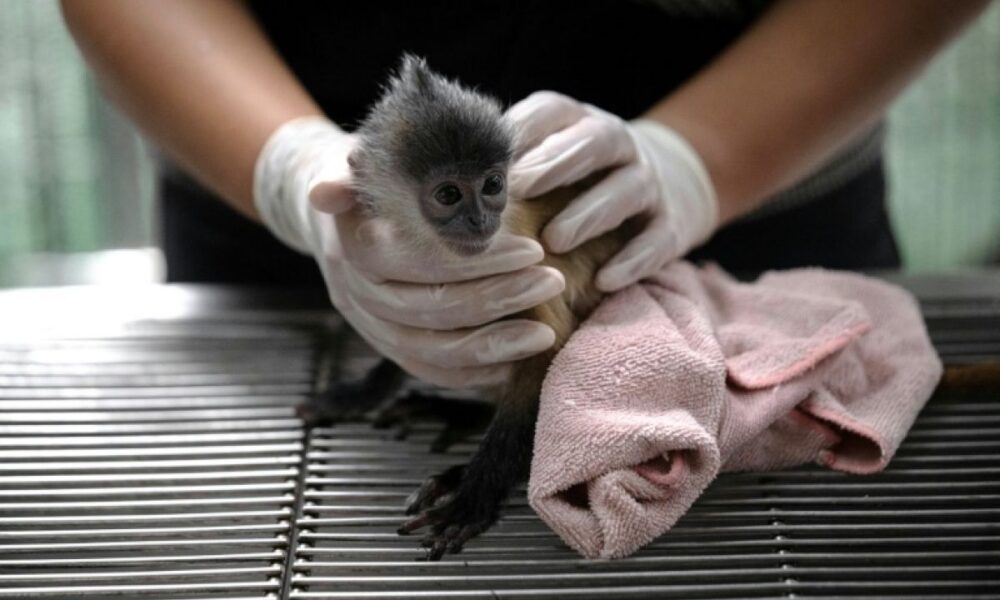 En Thaïlande, une poignée d'agents traque le trafic mondial d'animaux sauvages