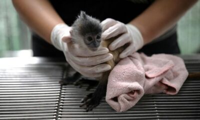 En Thaïlande, une poignée d'agents traque le trafic mondial d'animaux sauvages