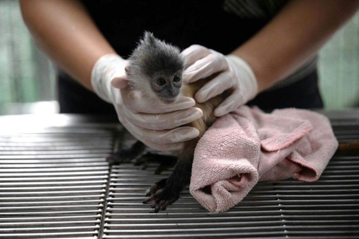 En Thaïlande, une poignée d'agents traque le trafic mondial d'animaux sauvages