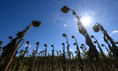 Sécheresse, dettes et isolement, le cri des agriculteurs qui tiennent encore