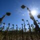 Sécheresse, dettes et isolement, le cri des agriculteurs qui tiennent encore