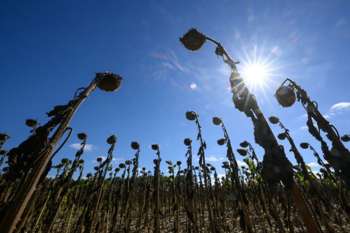 Sécheresse, dettes et isolement, le cri des agriculteurs qui tiennent encore