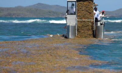 En Martinique, les algues brunes empoisonnent le quotidien des riverains