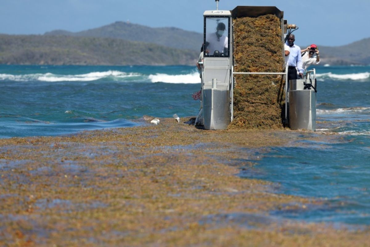 En Martinique, les algues brunes empoisonnent le quotidien des riverains