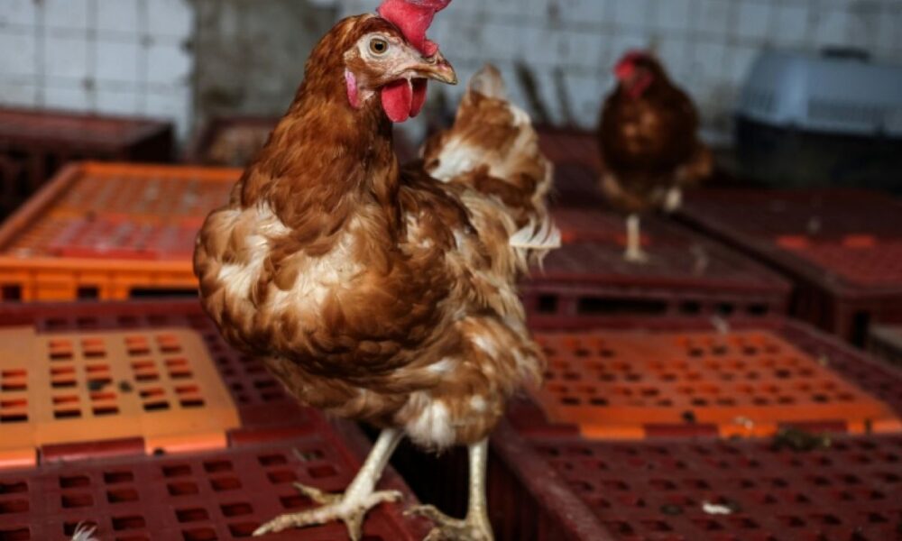 La France range ses cages à poules, un chantier à 30 euros la volaille
