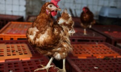 La France range ses cages à poules, un chantier à 30 euros la volaille