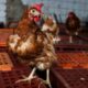 La France range ses cages à poules, un chantier à 30 euros la volaille