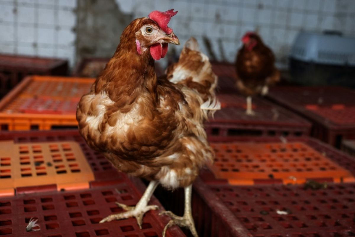 La France range ses cages à poules, un chantier à 30 euros la volaille