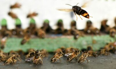 Face au frelon asiatique, des ruches meurent et des apiculteurs jettent l'éponge