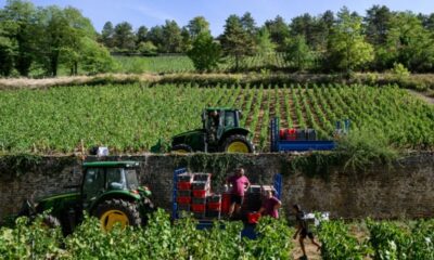Le vin français n’avait pas été si rare depuis 1957