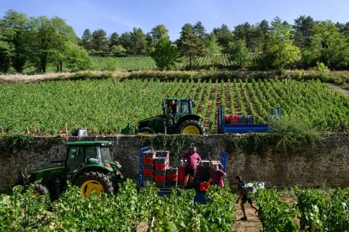 Le vin français n’avait pas été si rare depuis 1957