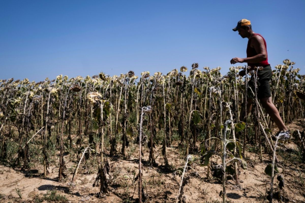 Le dépassement des 1,5°C est programmé, l'ONU se tourne vers la gestion du réchauffement