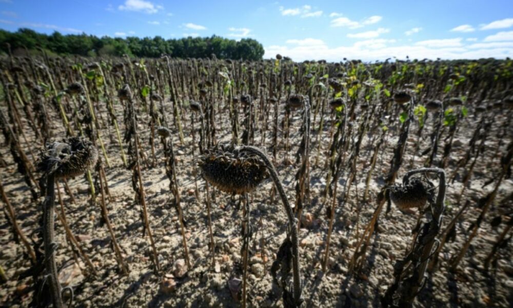 L'automne arrive avec 34 degrés et des sols plus secs que jamais