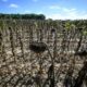 L'automne arrive avec 34 degrés et des sols plus secs que jamais