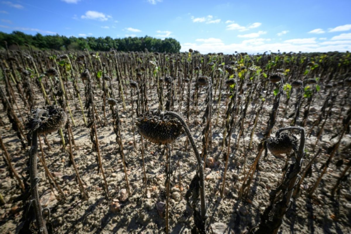 L'automne arrive avec 34 degrés et des sols plus secs que jamais