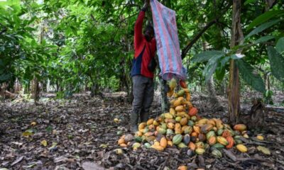 Le cacao ivoirien reste à 1.200 francs, les planteurs déchantent