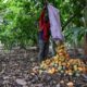 Le cacao ivoirien reste à 1.200 francs, les planteurs déchantent