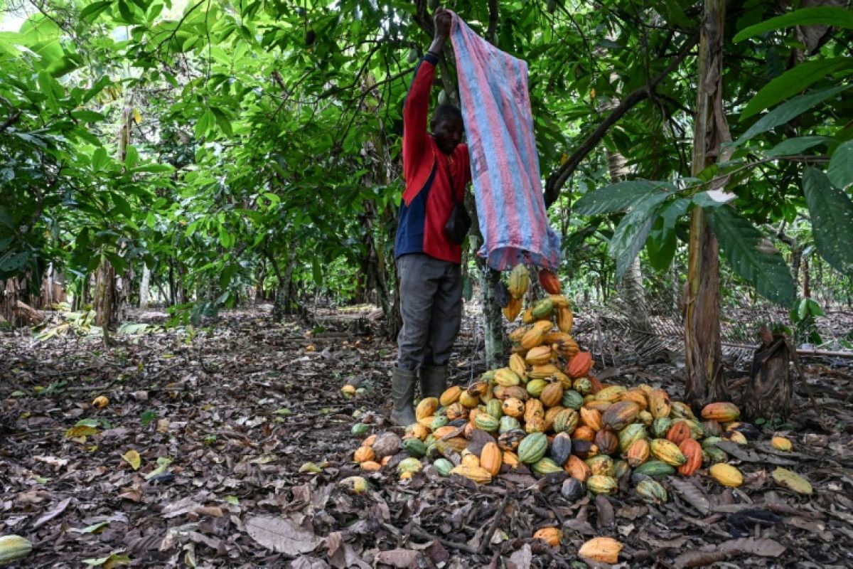 Le cacao ivoirien reste à 1.200 francs, les planteurs déchantent