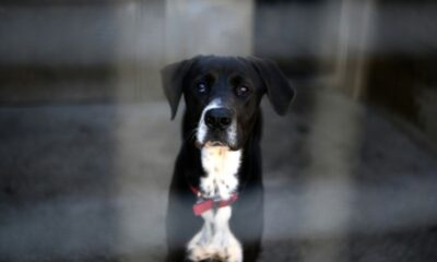 88 000 animaux sans refuge, la France face à un mur