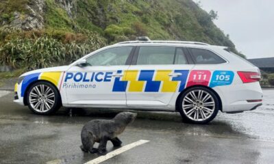 Un phoque s'invite sur une route de Wellington, la police le ramène à l'eau