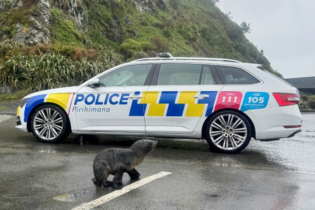 Un phoque s'invite sur une route de Wellington, la police le ramène à l'eau