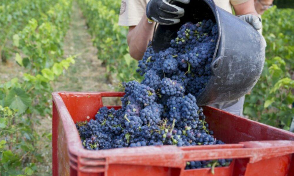 Champagne, cette vendange hors normes est sans doute un avant-goût de l’avenir