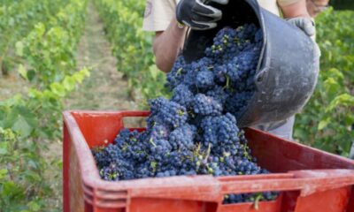 Champagne, cette vendange hors normes est sans doute un avant-goût de l’avenir