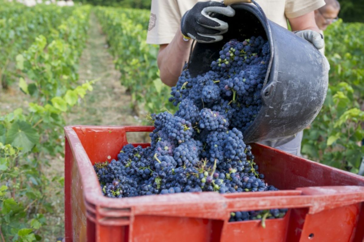 Champagne, cette vendange hors normes est sans doute un avant-goût de l’avenir