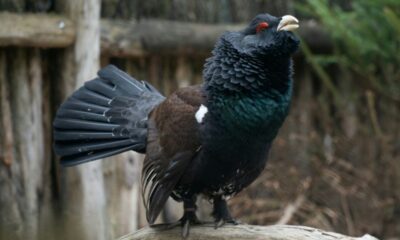 Pour la première fois depuis 2009, deux oiseaux de montagne rejoignent les espèces protégées