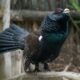 Pour la première fois depuis 2009, deux oiseaux de montagne rejoignent les espèces protégées