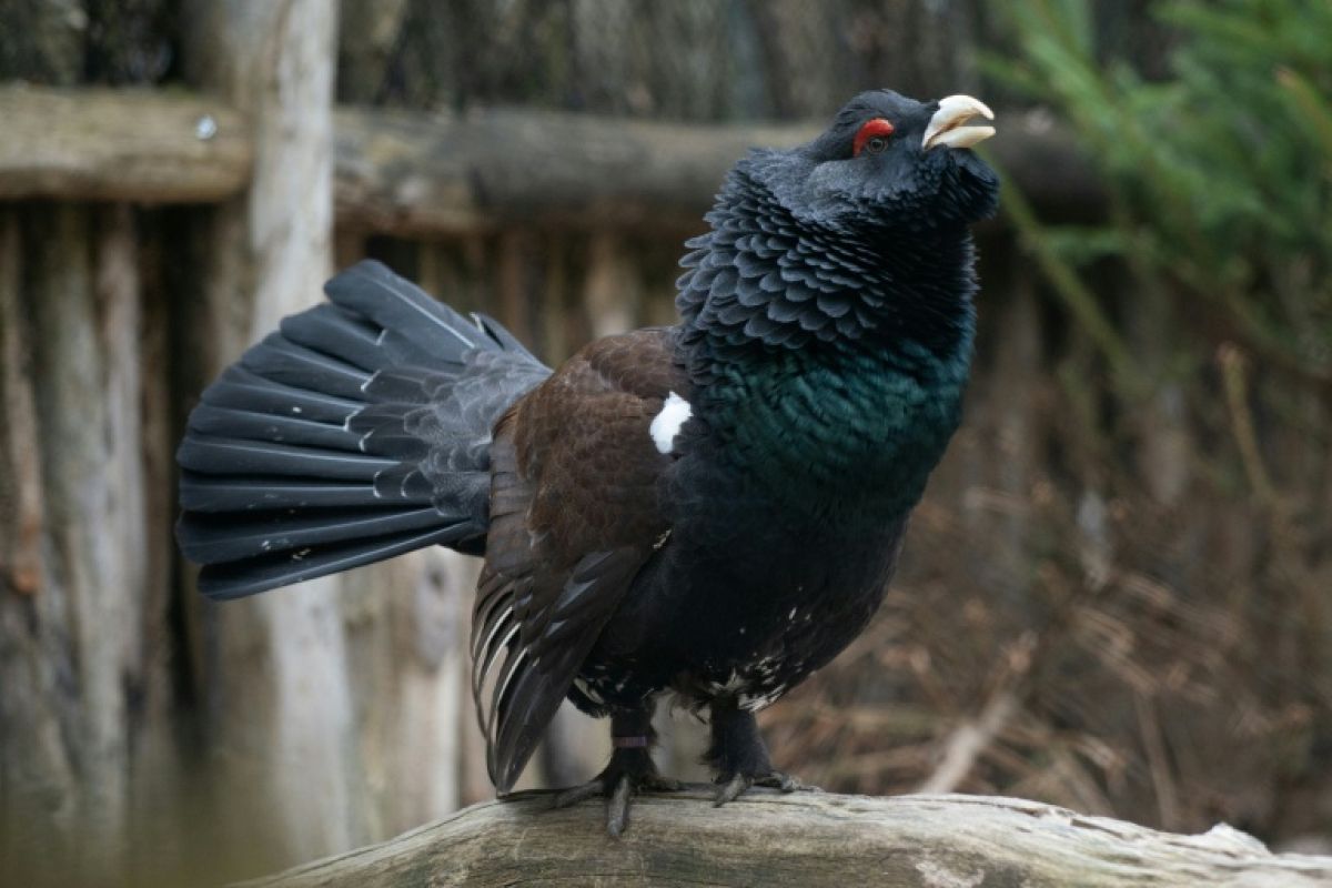 Pour la première fois depuis 2009, deux oiseaux de montagne rejoignent les espèces protégées