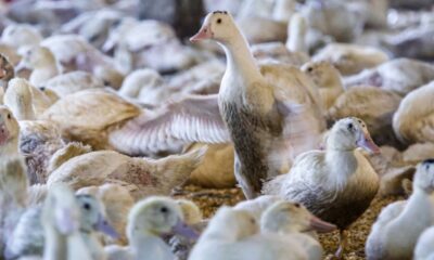 À Washington, un référendum pourrait bannir le foie gras des tables
