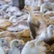 À Washington, un référendum pourrait bannir le foie gras des tables