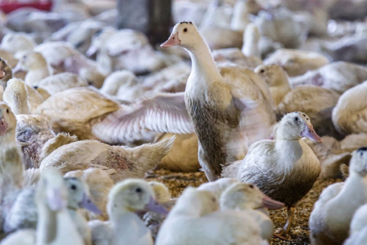 À Washington, un référendum pourrait bannir le foie gras des tables