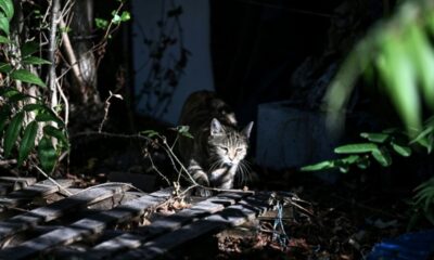 Stériliser plutôt qu'euthanasier, la méthode qui tente d'enrayer la prolifération des chats errants
