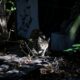 Stériliser plutôt qu'euthanasier, la méthode qui tente d'enrayer la prolifération des chats errants