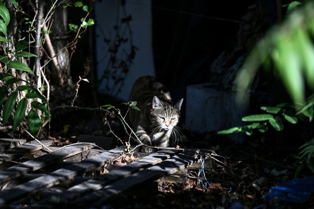Stériliser plutôt qu'euthanasier, la méthode qui tente d'enrayer la prolifération des chats errants