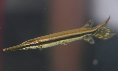 Des alevins nés en captivité pour sauver un poisson vieux de 100 millions d'années