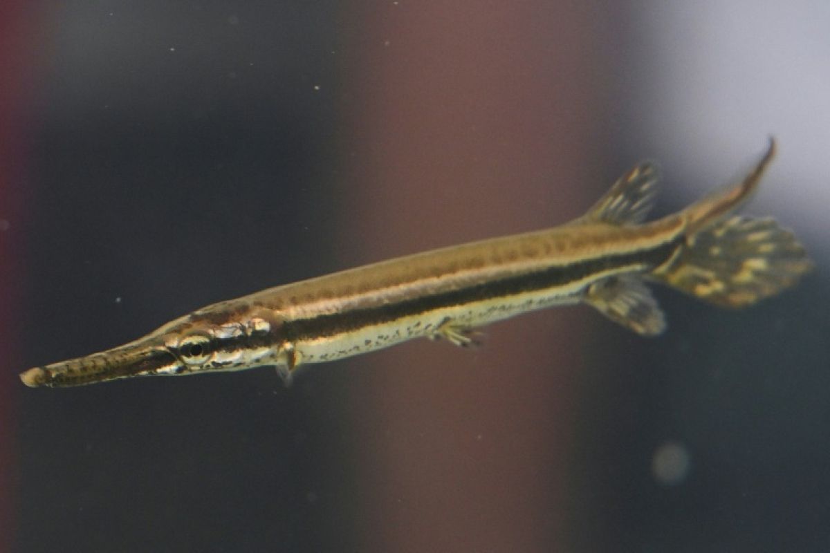 Des alevins nés en captivité pour sauver un poisson vieux de 100 millions d'années