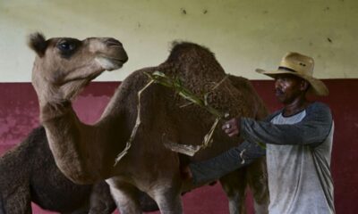 Au zoo de La Havane, un millier d'animaux entre les mains de soigneurs obstinés