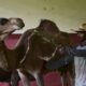 Au zoo de La Havane, un millier d'animaux entre les mains de soigneurs obstinés