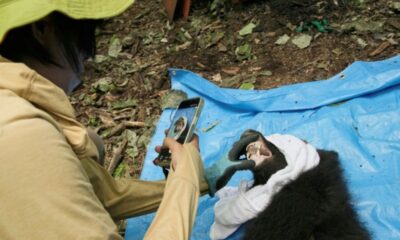 La scientifique japonaise qui sauve les ours un à un au lieu de les abattre