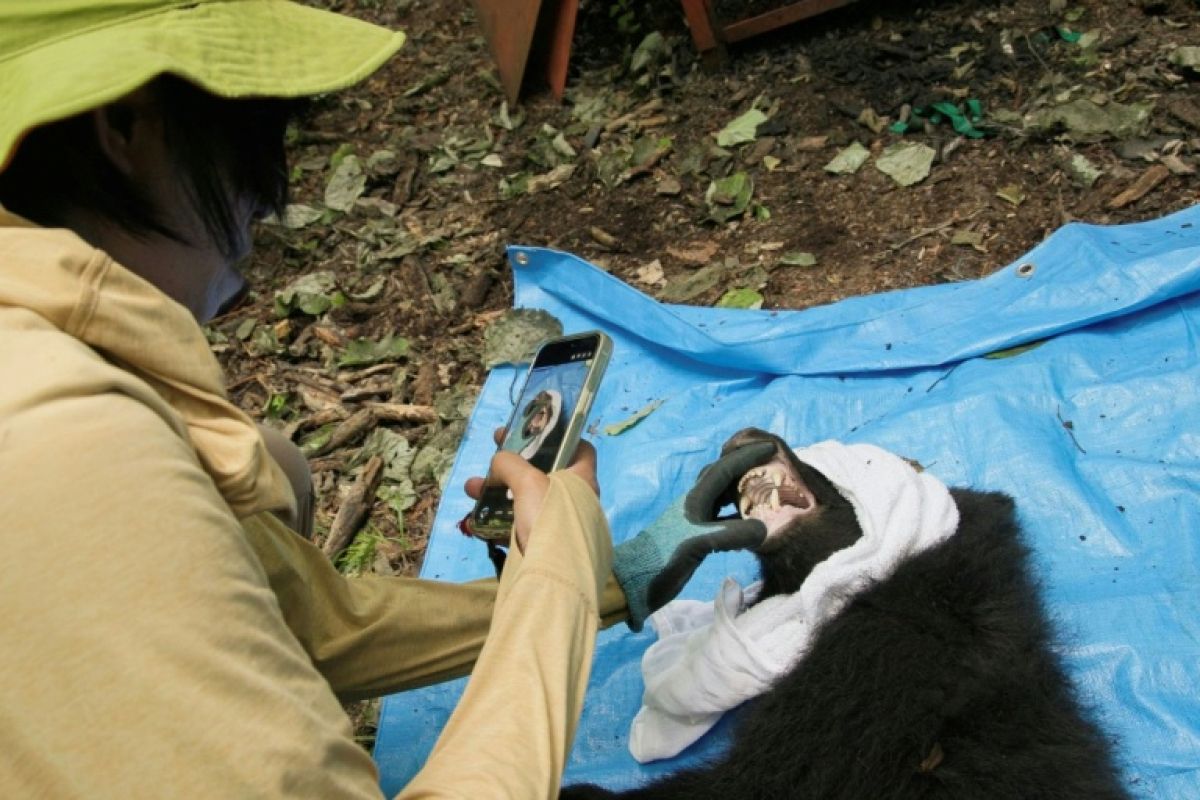 La scientifique japonaise qui sauve les ours un à un au lieu de les abattre
